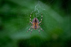Araneus Diadematus-Orb Weaver