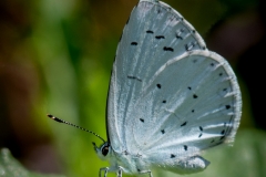 Holly Blue