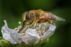 Eristalis tenax Hoverfly  (23)