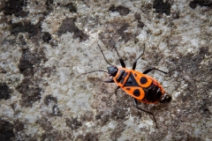 Gendarme Fire Bug   (22)