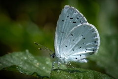 Holly Blue  (18)