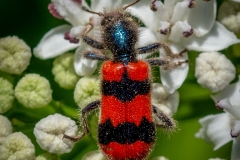 Trichodes apiarius-Bee Beetle  (19)