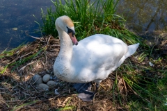 Hickling-12-May-8