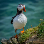 Commended - Nature Round Five