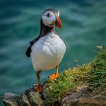 Commended - Nature Round Five