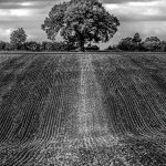 Commended - Monochrome Round Three