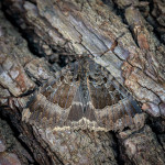 Second Place, Nature Round One