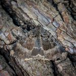 Second Place, Nature Round One