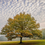 First Place - Colour Round One