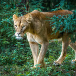 Commended - Nature Round Three