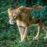 Commended - Nature Round Three