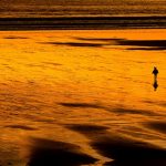 Commended - Themes Round Two