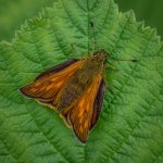 Third Place - Nature Round Three