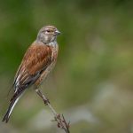 First Place - Nature Round Five