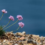 Third Place - Nature Round Five