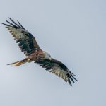 Commended - Nature Round One