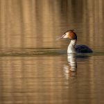 Commended - Nature Round Six