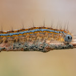 Second Place - Nature - Round Three Prints