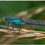 Commended Nature - Round Four