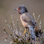 Commended - Nature - Round Three Prints