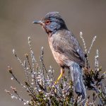 Commended - Nature - Round Three Prints