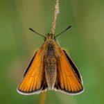 Commended - Nature - Round Three Prints