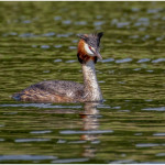 Commended Nature - Round Four