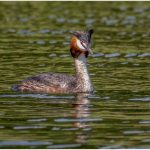 Commended Nature - Round Four