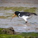 Commended - Nature Round One