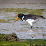 Commended - Nature Round One