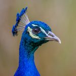 Second Place - Nature Round One