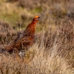 First Place Nature - Round Six Prints