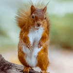 Commended - Nature Round One