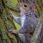 Commended - Nature Round Two