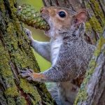 Commended - Nature Round Two