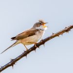 1st Place - Nature Round Two