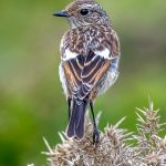 Commended - Nature Round Four