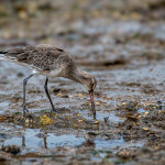 Commended - Nature Round Three