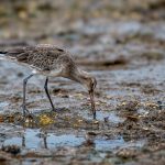 Commended - Nature Round Three