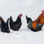 First Place - Colour Prints Round Two