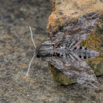 Commended - Nature Round One