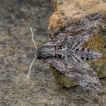 Commended - Nature Round One