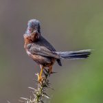 Second Place - Nature Round Two