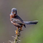 Second Place - Nature Round Two