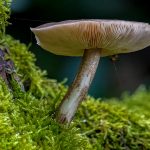 Third Place - Nature Round Two