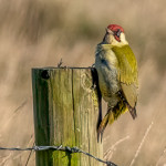 Second Place - Nature Round Five