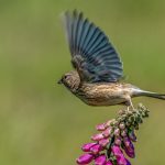 Second Place - Nature Prints Round One