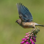 Second Place - Nature Prints Round One