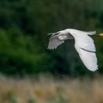 HC - Nature Prints Round One