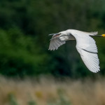 HC - Nature Prints Round One